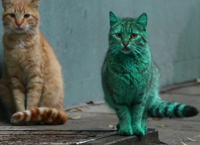  Vídeo do dia: Há gatos e gatos. Será que este nasceu verde?