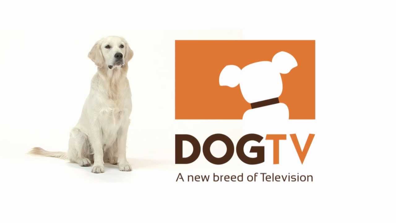  Dog Tv chega a Portugal