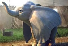  Live-Action de «Dumbo» ganha data de estreia e trailer oficial