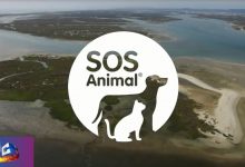  «SOS Animal» regressa à SIC com famosos e aventuras pelo mundo