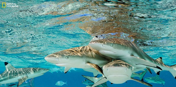  National Geographic: «Sharks, Uma missão de Brian Skerry» ruma ao Porto