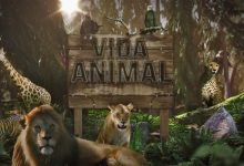  «Vida Animal» ganha novo horário nas manhãs da TVI