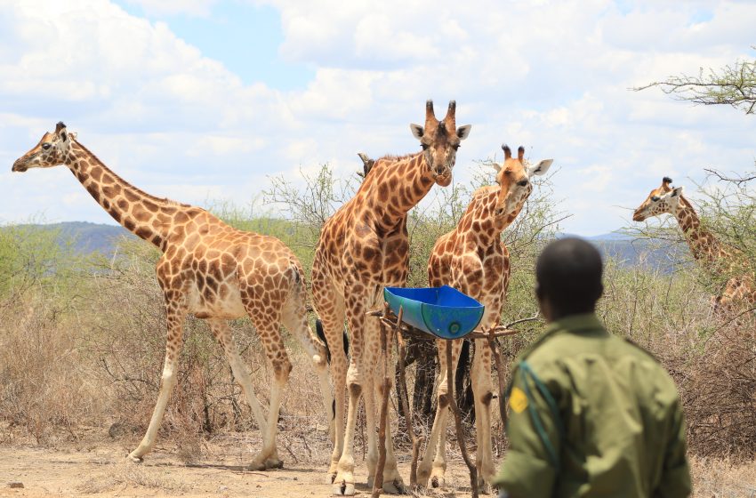  National Geographic Wild emite o especial «Extraordinary Africa»